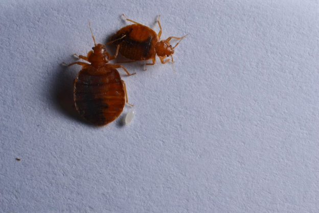 Best Bed-Bug Control Services