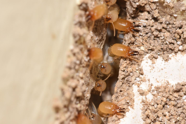 Pest Control Doha-Termite