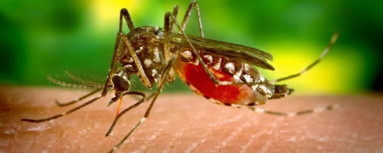 Mosquito-Borne Diseases